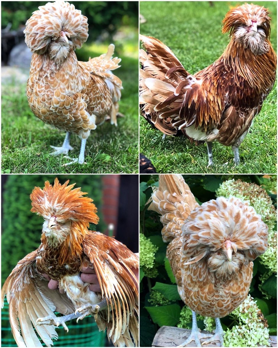 Карликовый падуан Шамоа