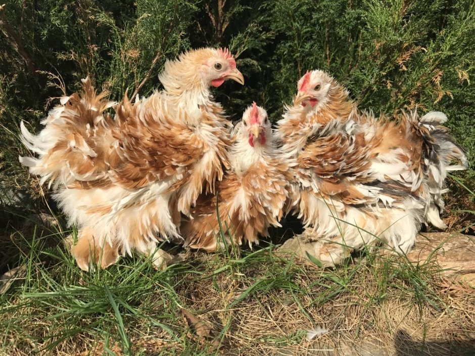 Шведский Блюмен куры