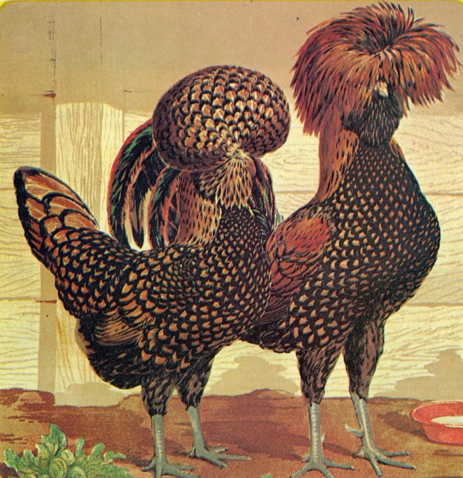 Хохлатая Курочка падуан
