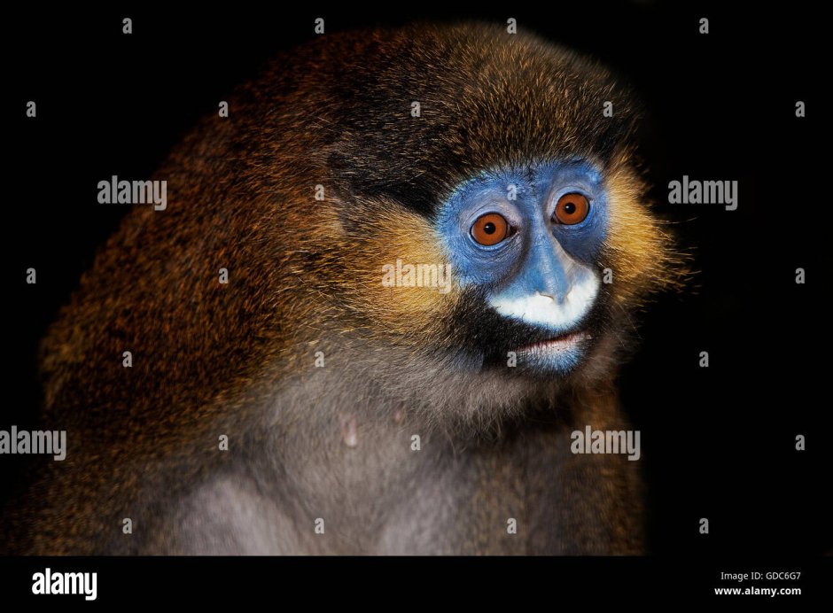 Cercopithecus Cephus