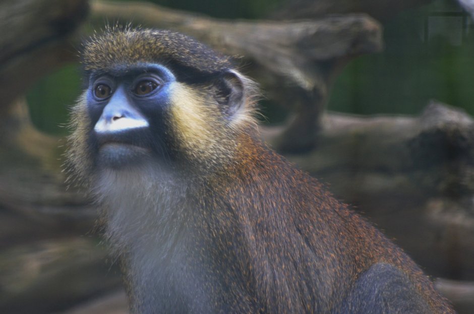 Cercopithecus Cephus