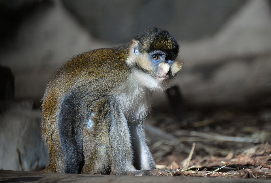 Cercopithecus Ascanius