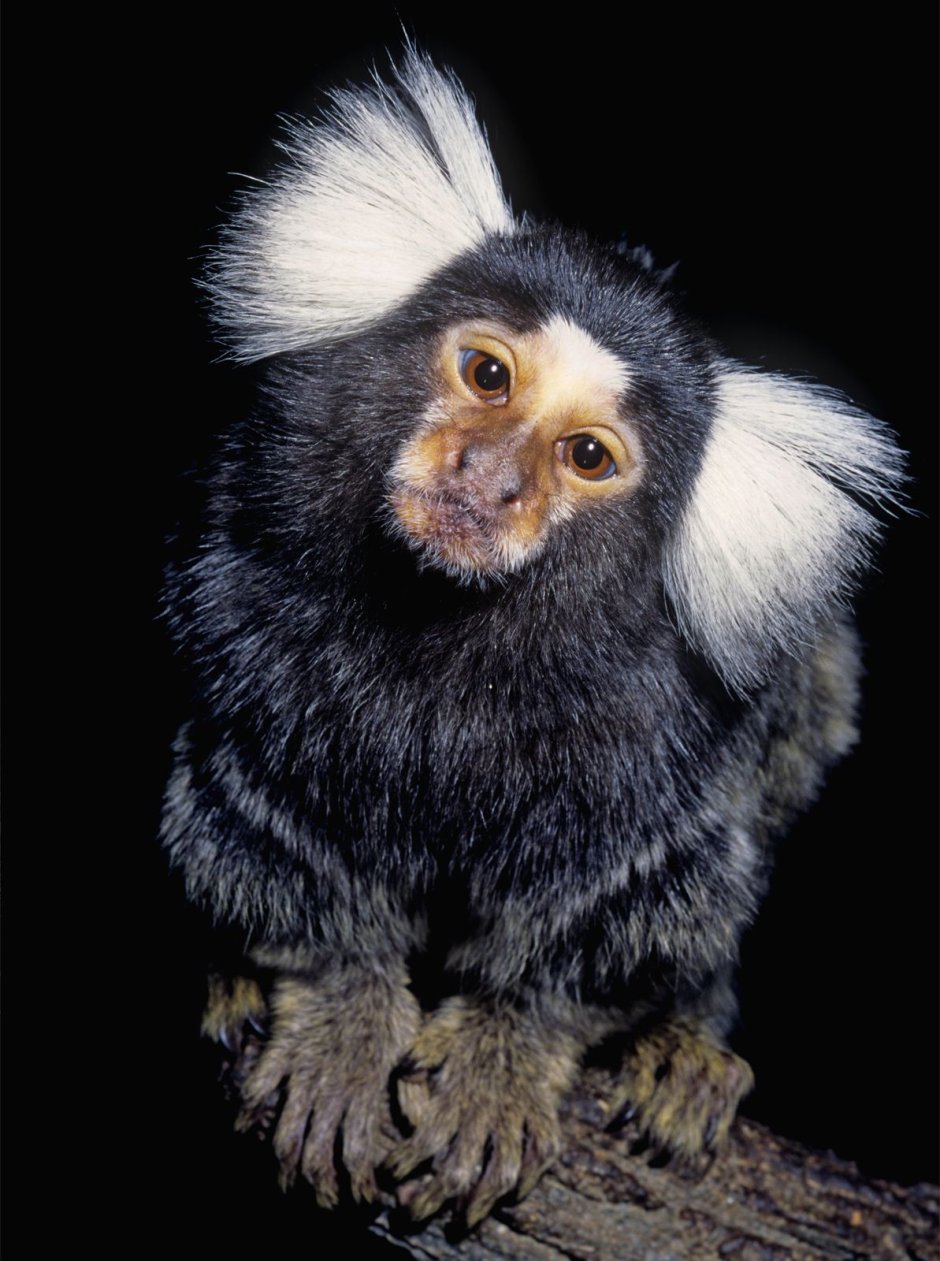 Marmosets обезьяны
