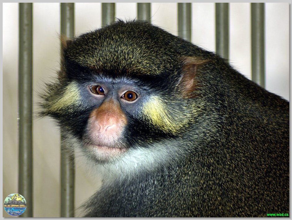 Cercopithecus Cephus