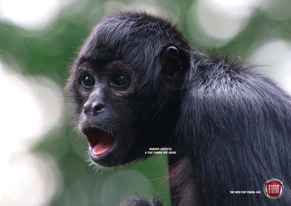 Ateles fusciceps