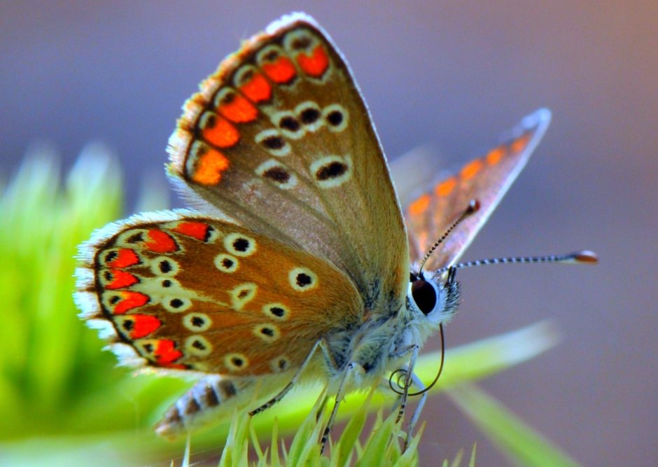 Бабочка Farfalla papillon