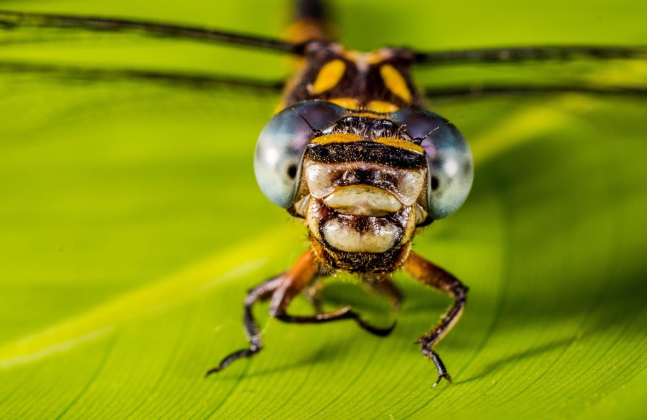 Mantis растение
