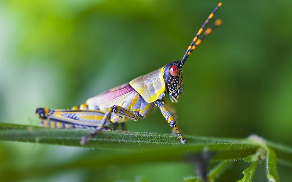 Zonocerus elegans