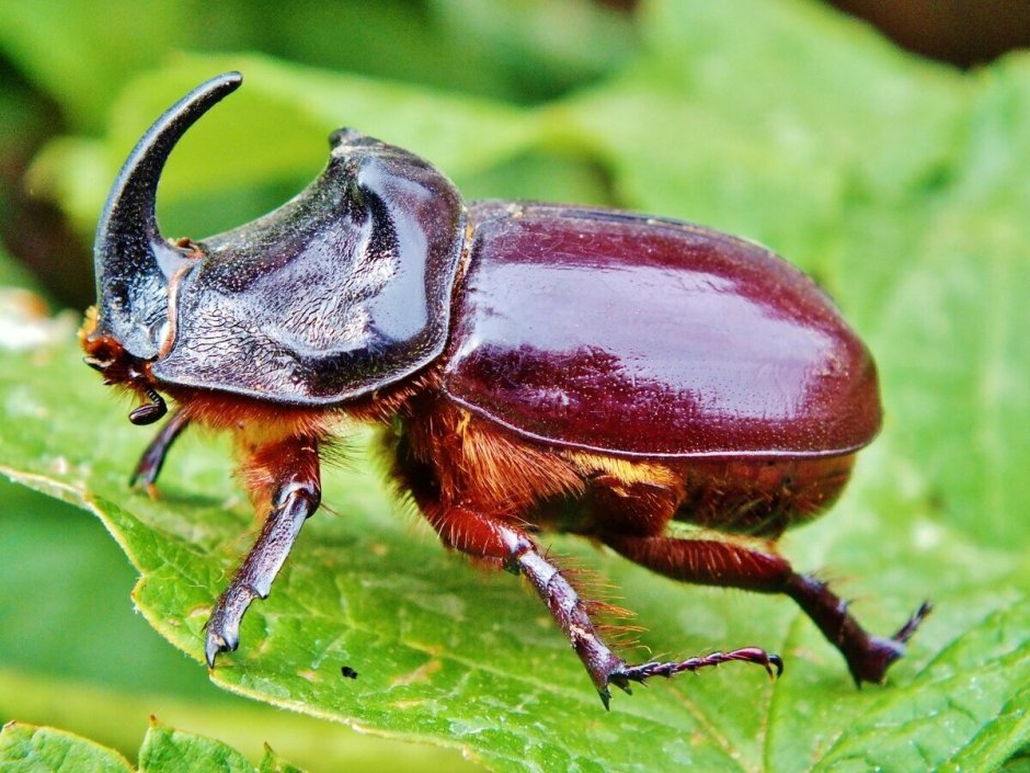 Vespa mandarinia Шершень