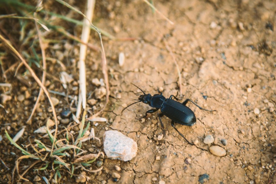 Муравьи-кефалоты (cephalotes)