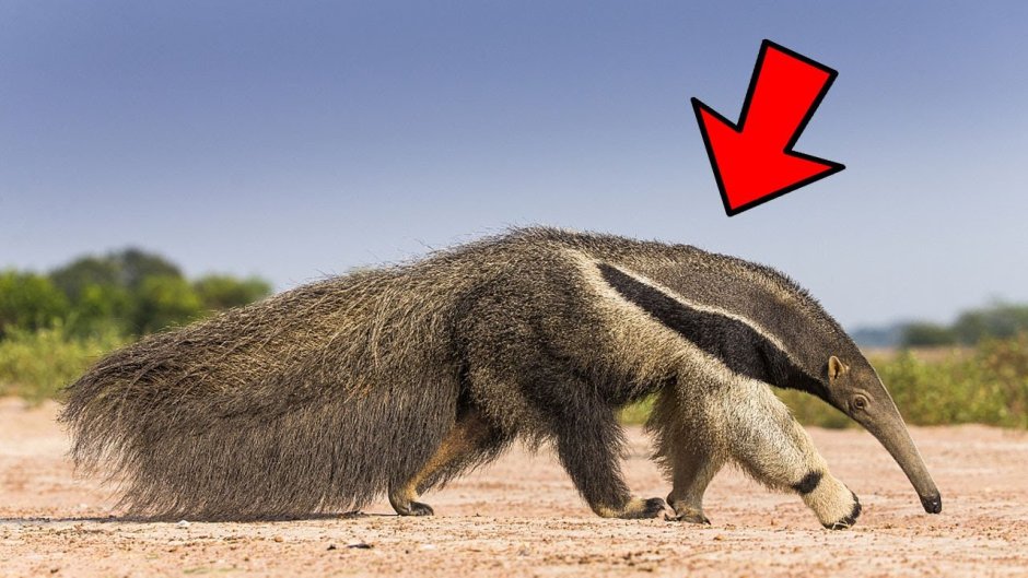 Как сейчас выглядит анс.animals