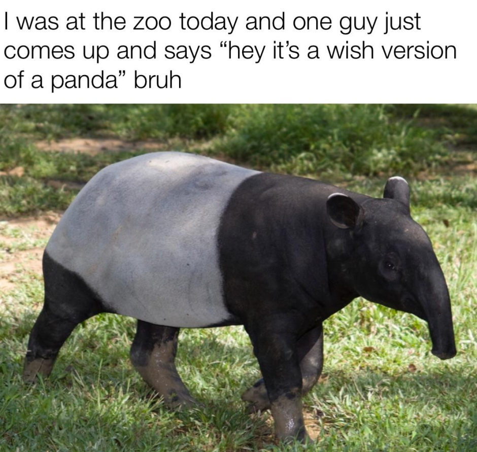 Giant Anteater
