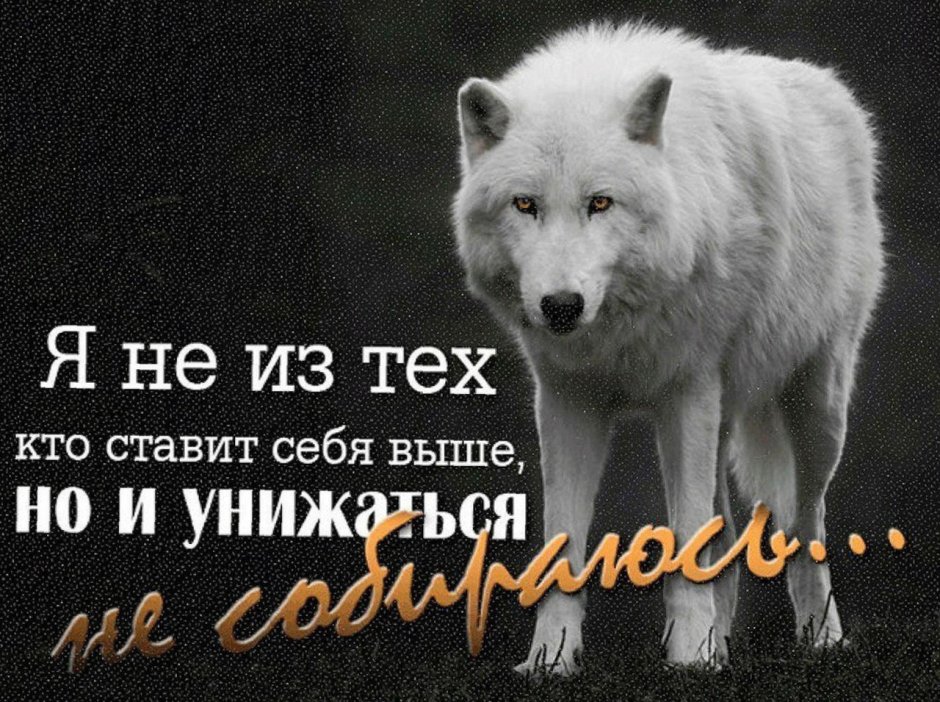 Одинокая волчица