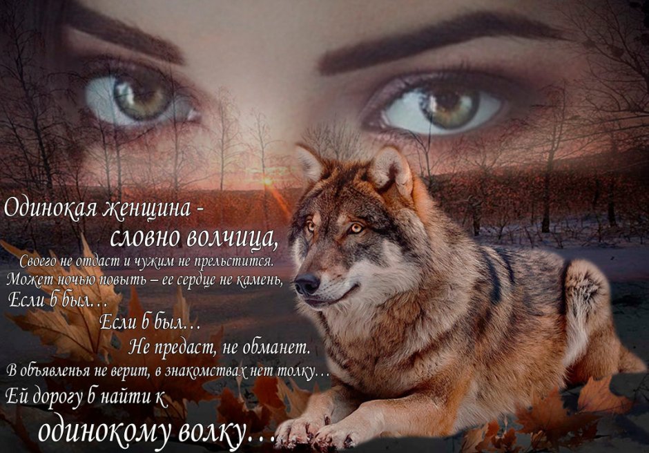 Злой взгляд волка