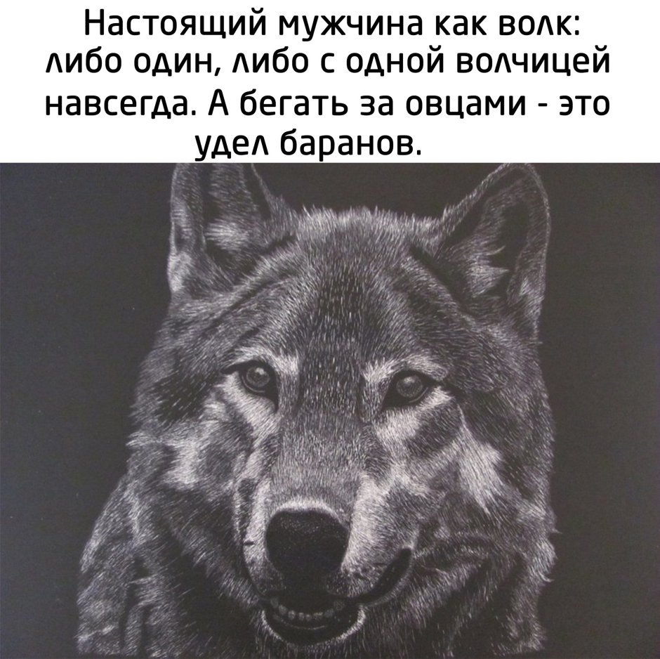 Волк демотиватор