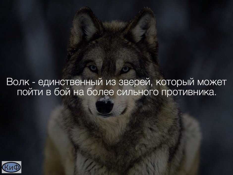 Большие черные волки с красными глазами