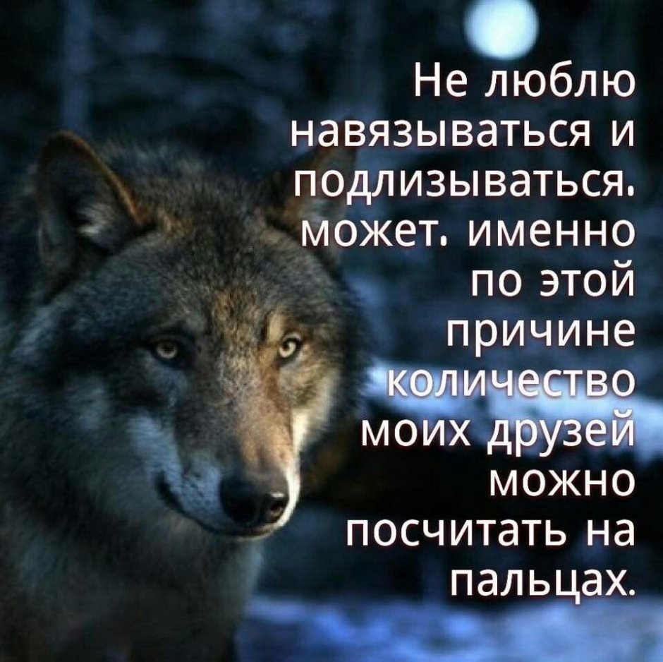 Волк на скале