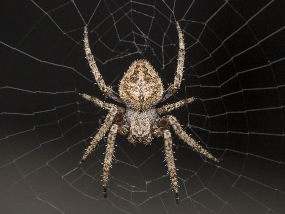 Micrathena sagittata