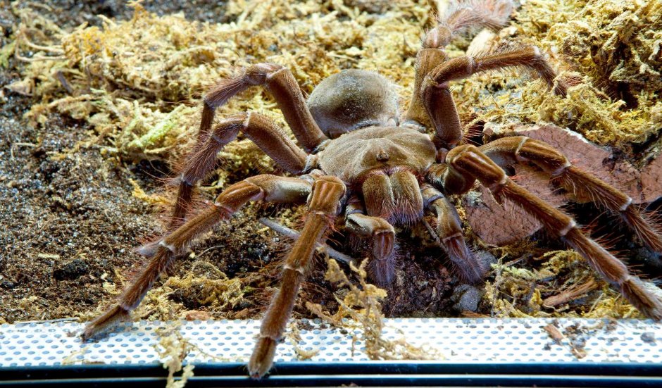 Паук Brachypelma albiceps