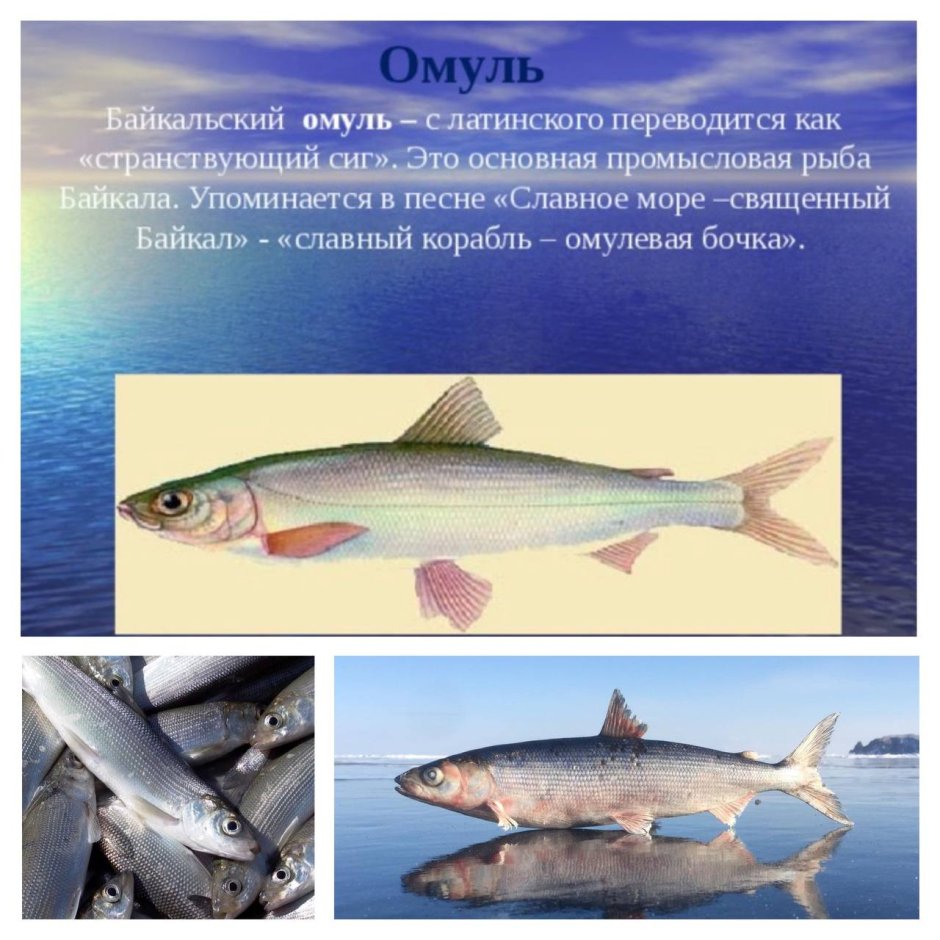 Сиг и омуль Байкальский