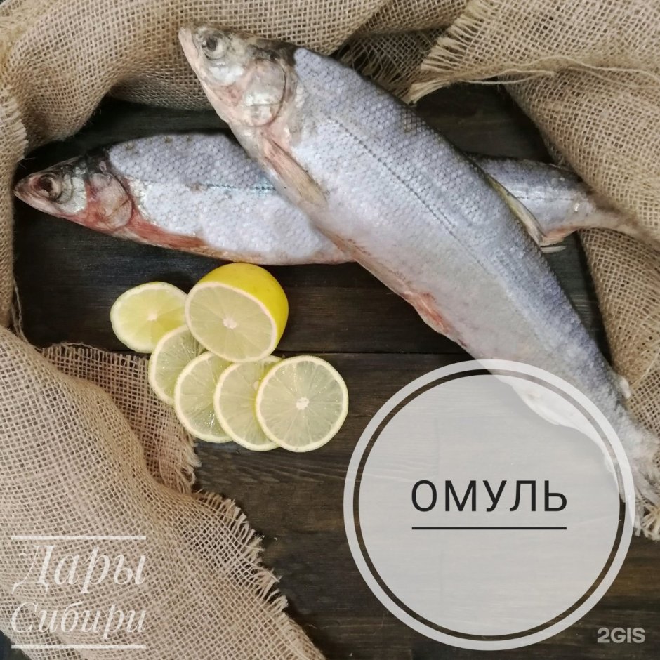 Сиг пелядь
