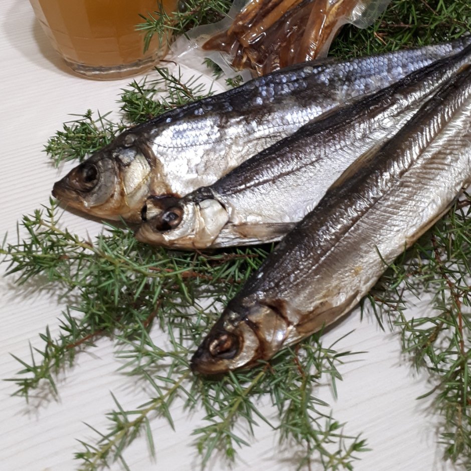 Нельма (Stenodus leucichthys)