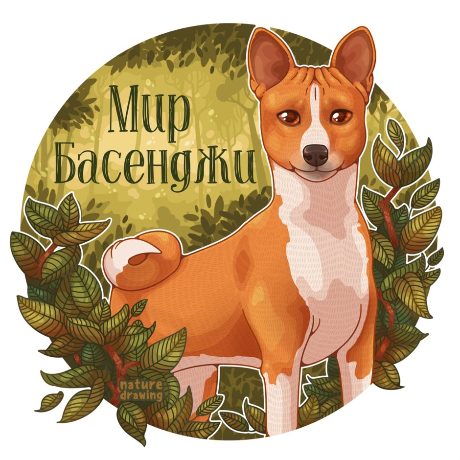 Басенджи Африканская нелающая