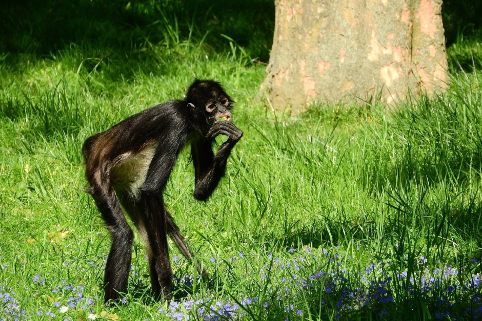 Коата Жоффруа (Ateles Geoffroy