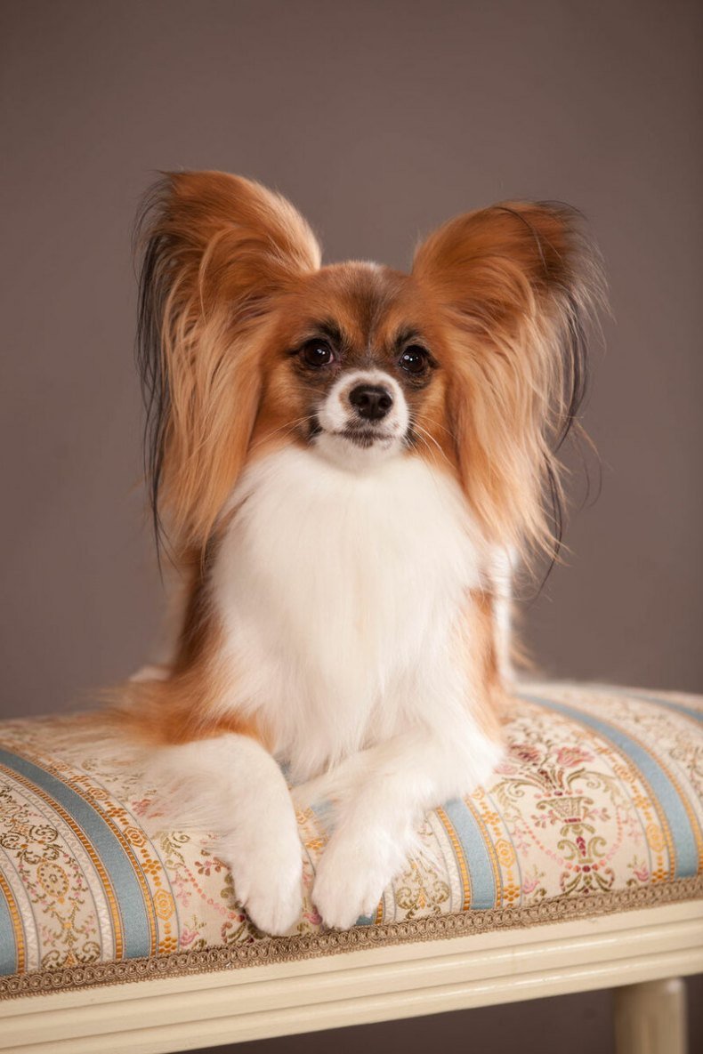 Папильон собака