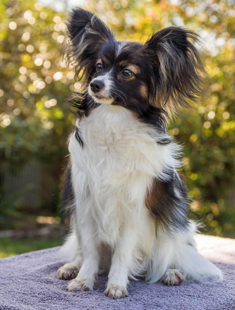 Спаниель Папильон