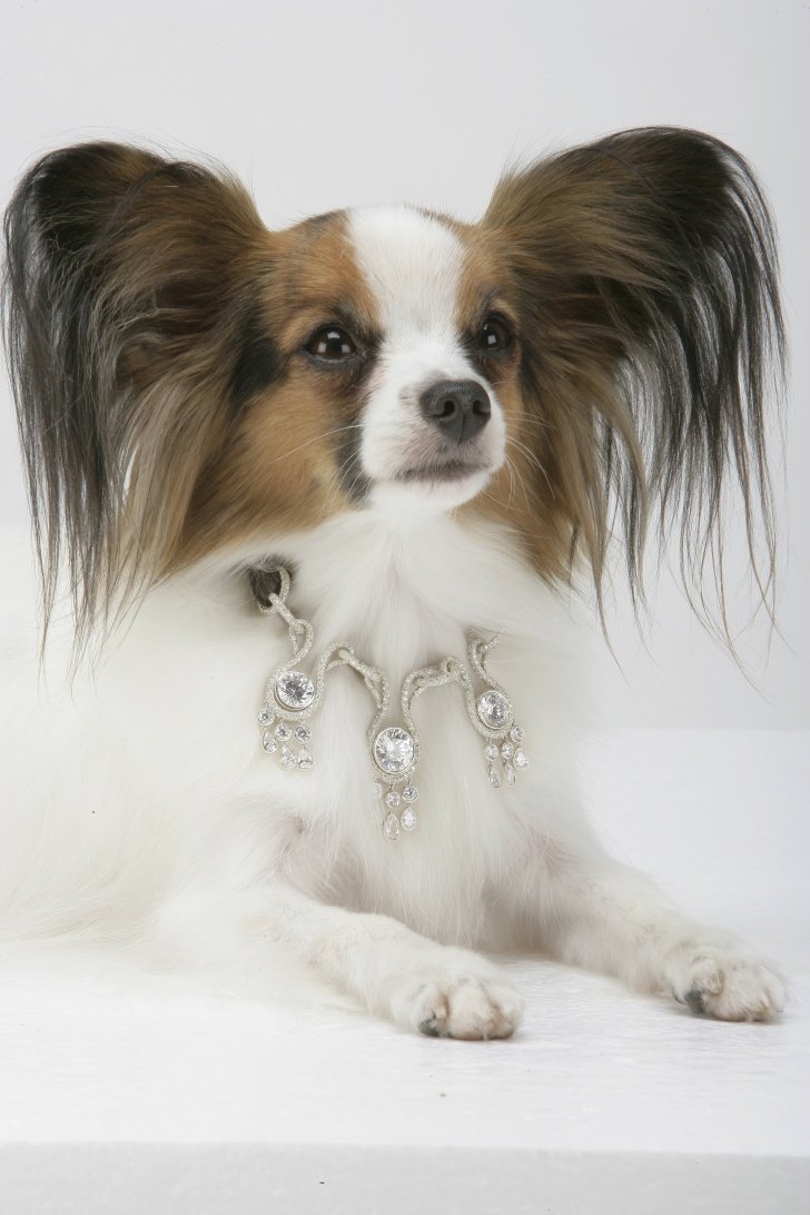 Маленькая собачка Папильон