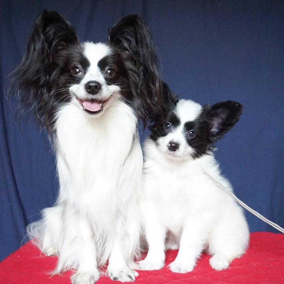 Софья Телеш питомник папийонов