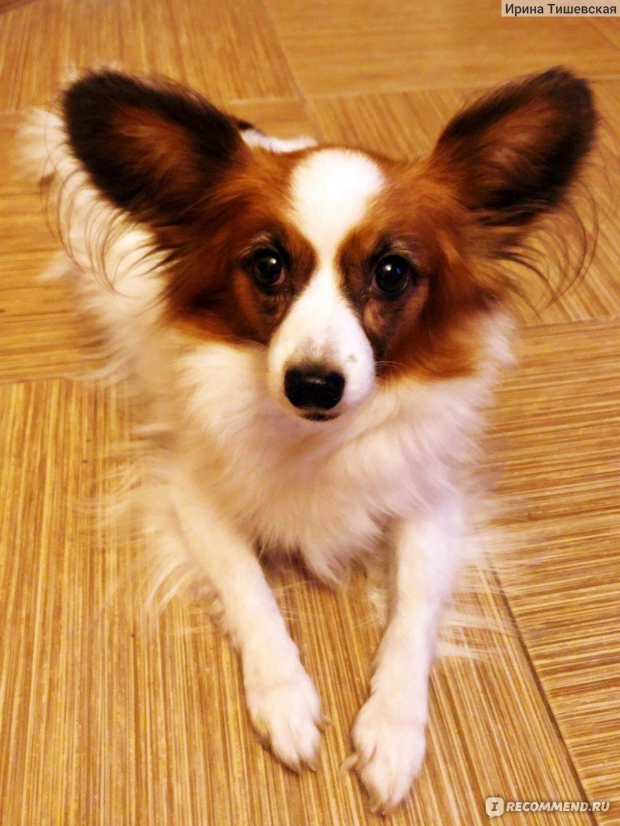 Папильон зима