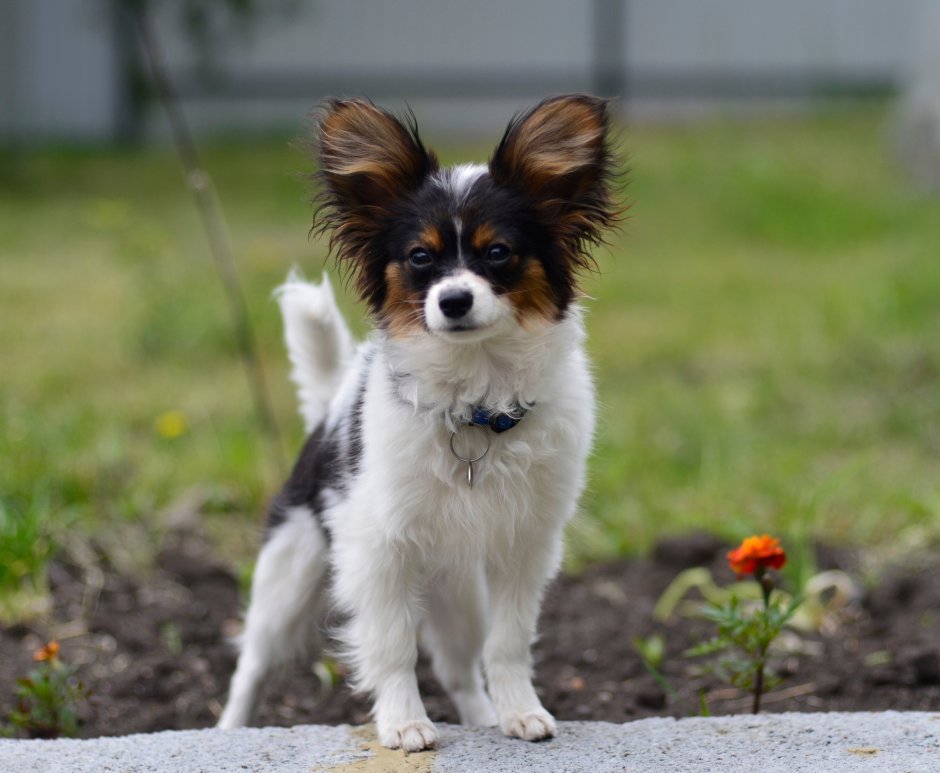 Порода собак бабочка Папильон