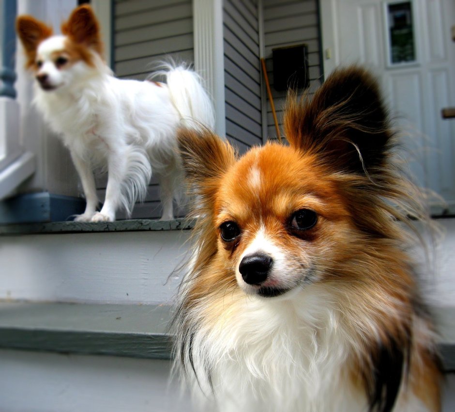 Порода собак бабочка Папильон