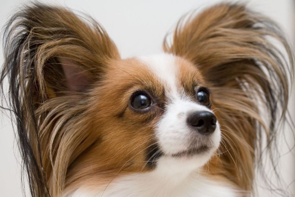 Спаниель Папильон