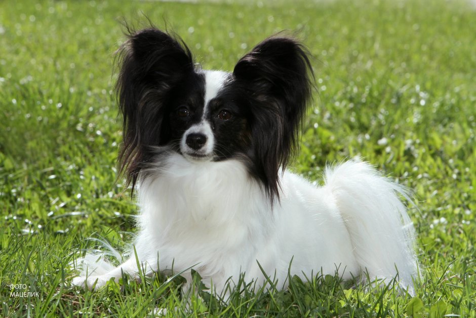 Папильон (континентальный той-спаниель)