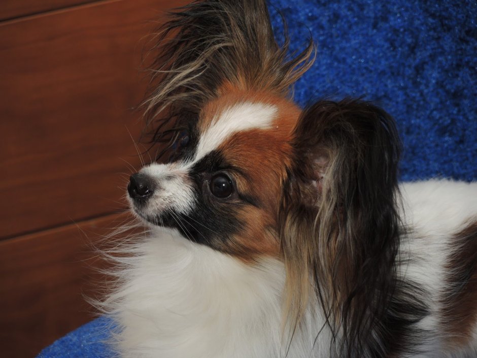 Папильон Юки