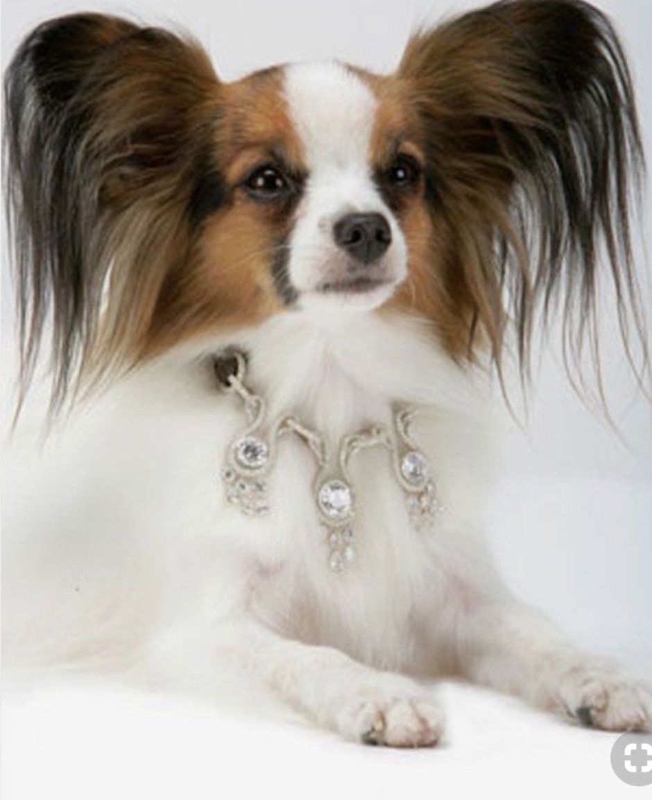 Кавалер Кинг чарльзспаниедь