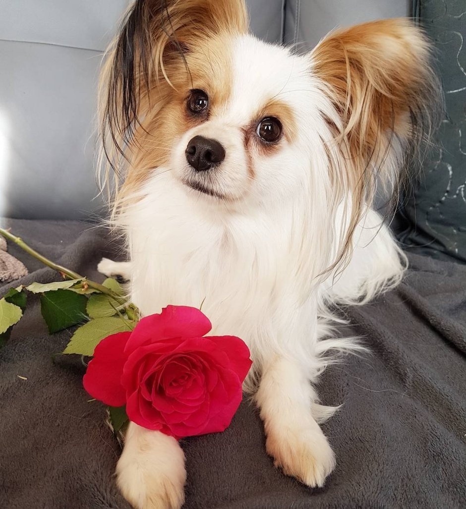 Папийон порода собак и чихуахуа