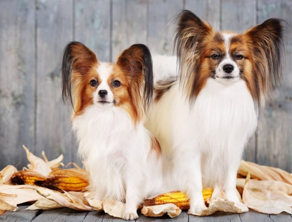 Папийон шоколадки