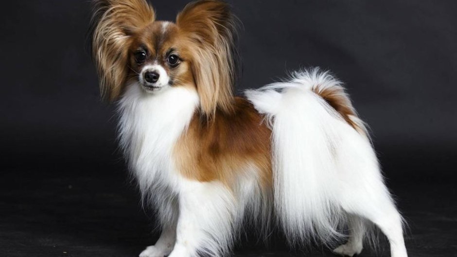 Порода собак бабочка Папильон