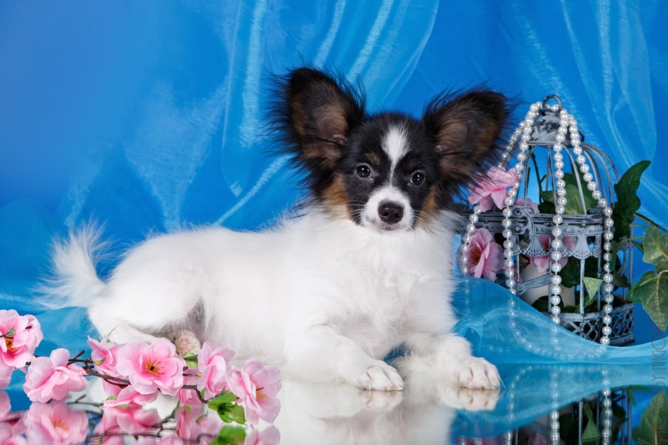 Седой Папильон