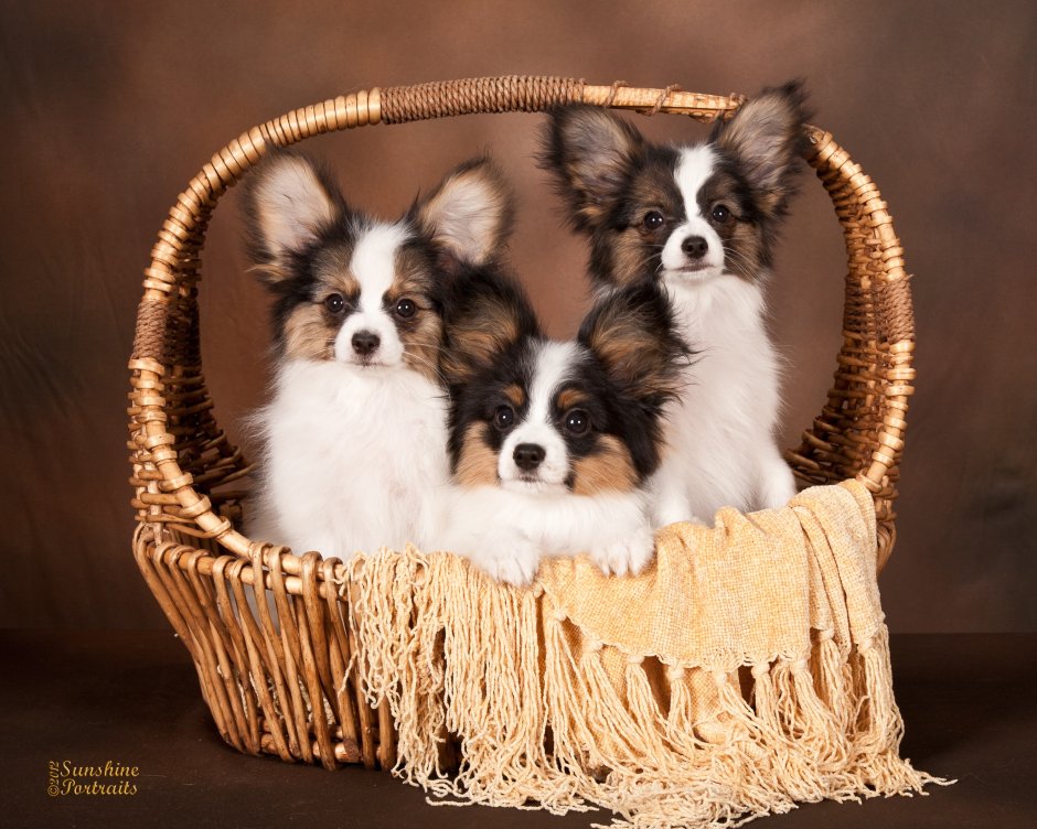 Вельш Папильон