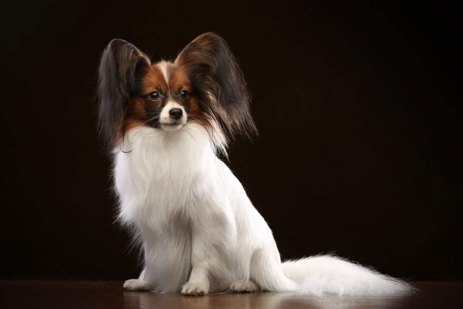 Папильон фален