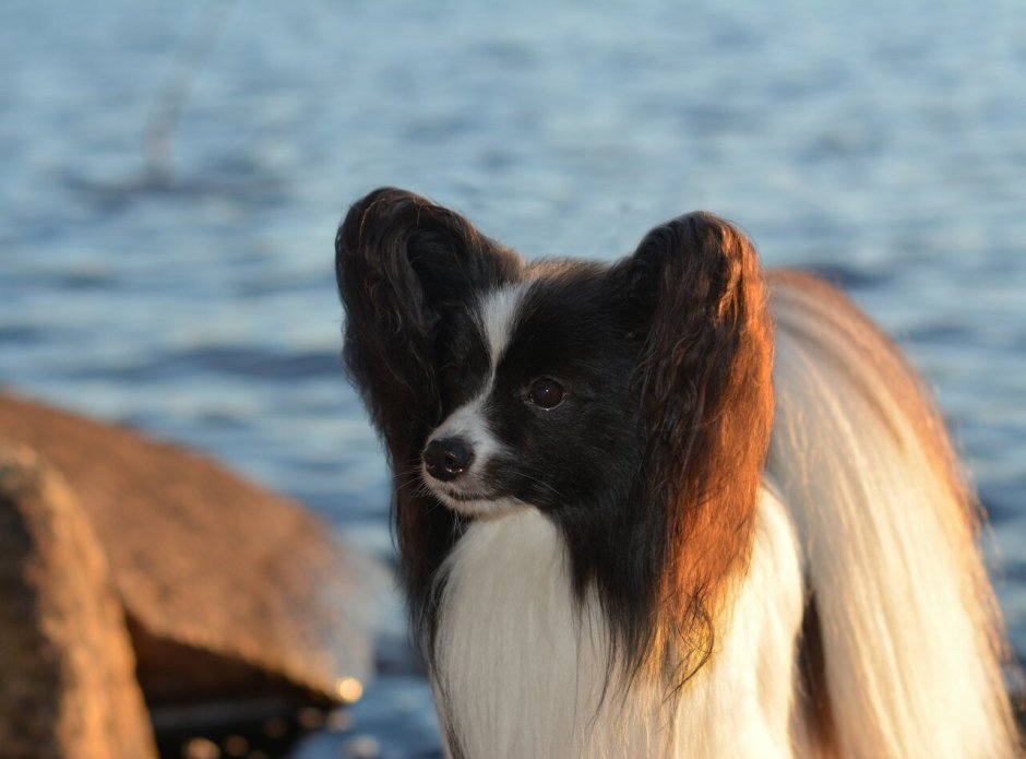 Папильон и чихуахуа