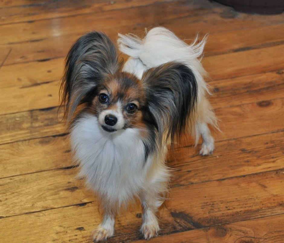 Папильон собака короткошерстная