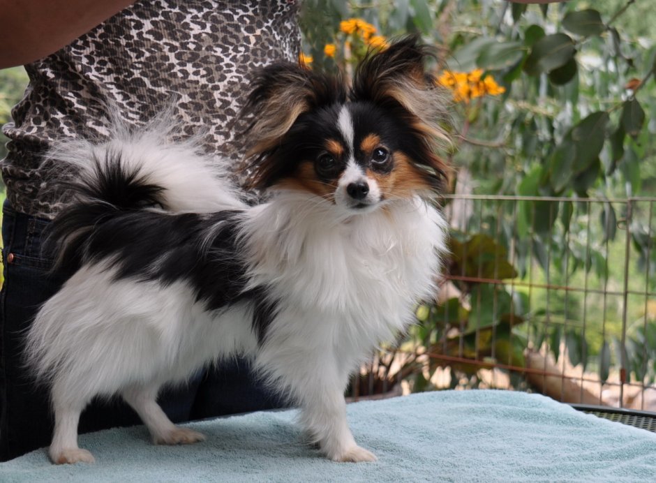 Папильон черный полностью