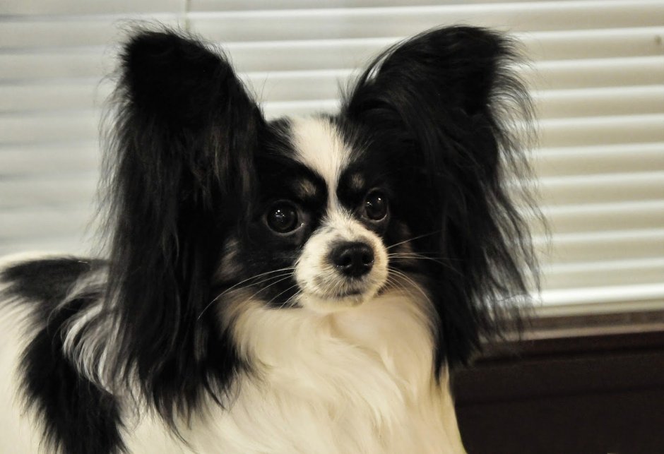 Папильон черно белый