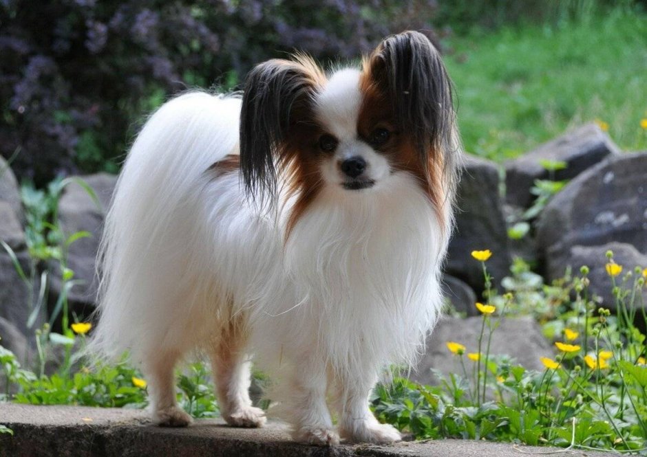 Той спаниель Папильон